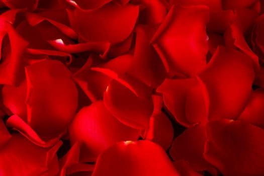 Rose petals