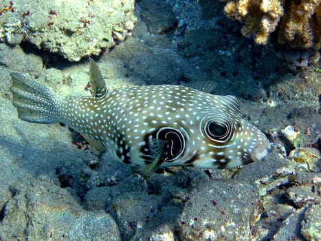 Image from the Red Sea near Marsa Alam