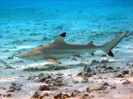 Picture taken in the Red Sea at MArsa Alam