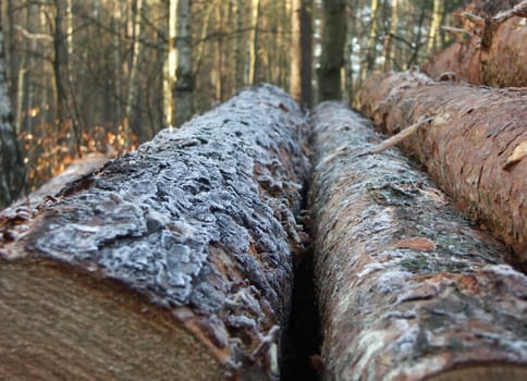 Long timber