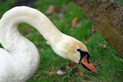 Swan diagonal