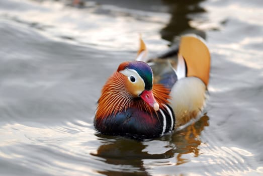 Mandarin