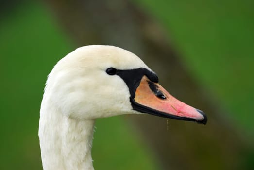 Swan
