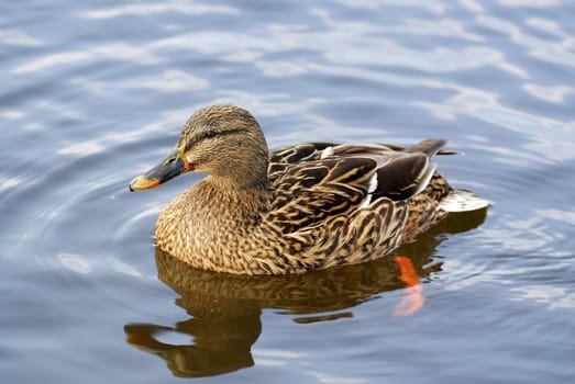 Duck mirrored