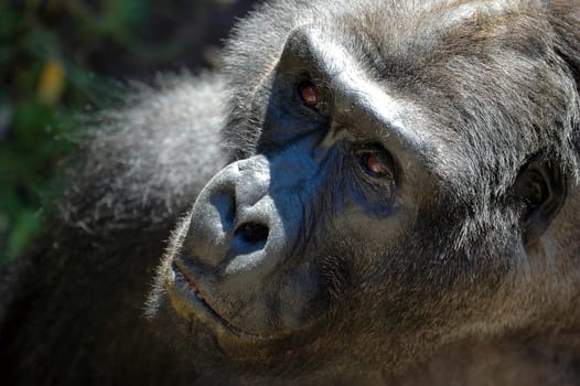 Gorilla 2
