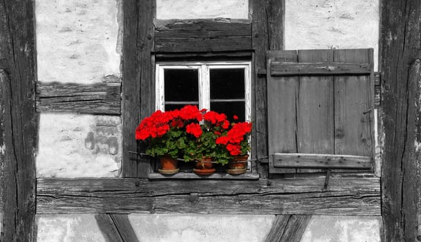 Flower Window