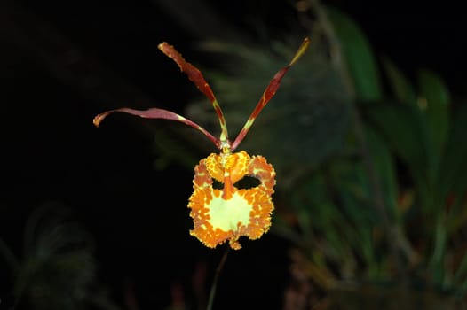 Psychopsis sanderae