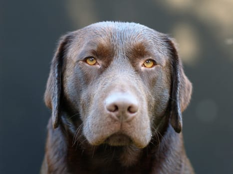 Labrador