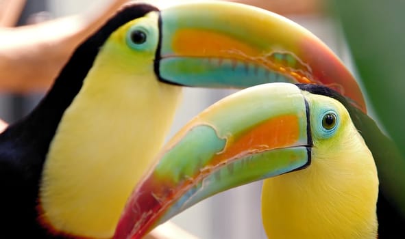 Yes,I know cut off at the top and bottom... but I didn't quite have the lower beak on it and therefore adjusted it a little. I think it's picture so beautiful and that's why it's here now!