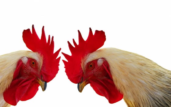 Squabbling cocks