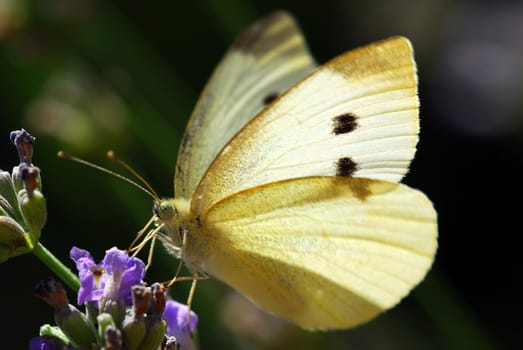 Cabbage white