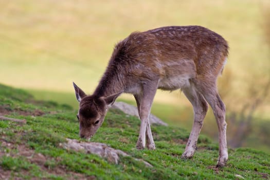 Deer calves