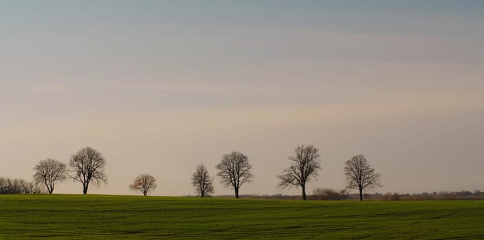 The row of trees