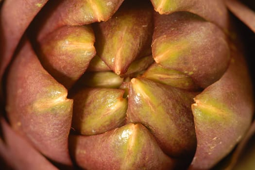 Artichoke
