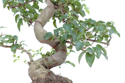 Branches