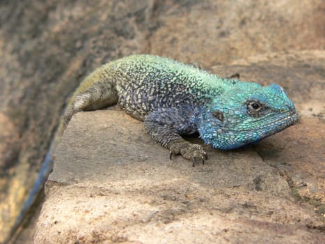 Excited chameleon in full color