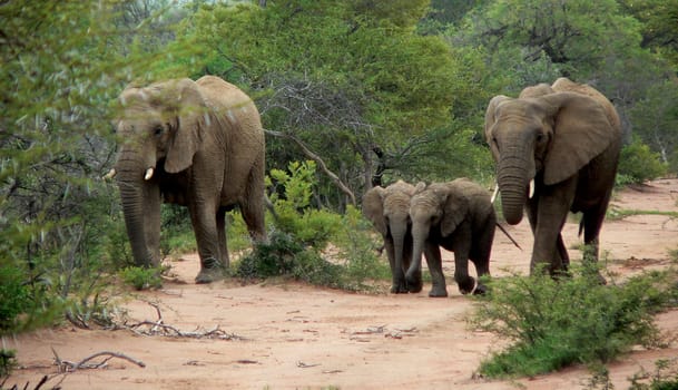Elephants at Mabalingwe Nature Resort