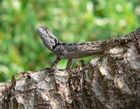Tree or lizard???