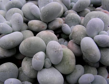 Pachyphytum oviferum (Crassulaceae) -------- The succulent plants of the genus Pachyphytum fascinate with their extraordinary appearance. Pachyphytum oviferum grows to a height of about 15 cm,is compact in stature and has fleshy,ovate,blue-gra