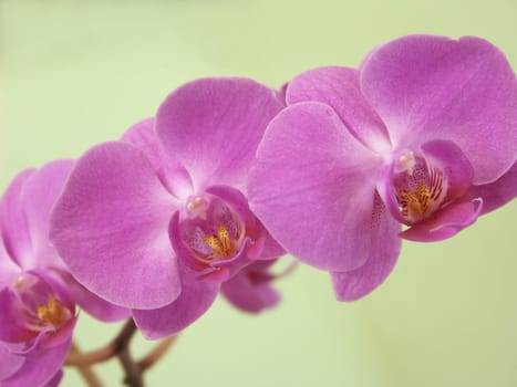 orchid,dendrobium,phalaenopsis