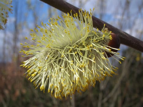 Goat willow
