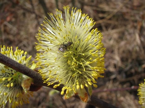 Goat willow