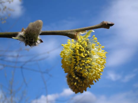 Goat willow
