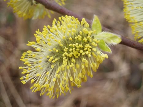 Palm catkins bloomed
