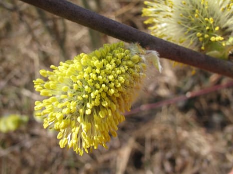 Goat willow