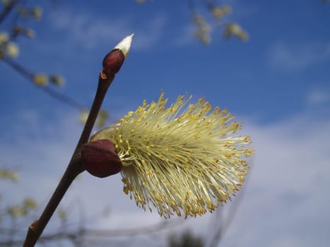 Palm catkins bloomed