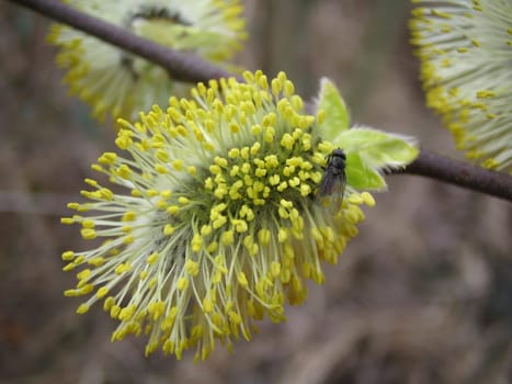 Goat willow