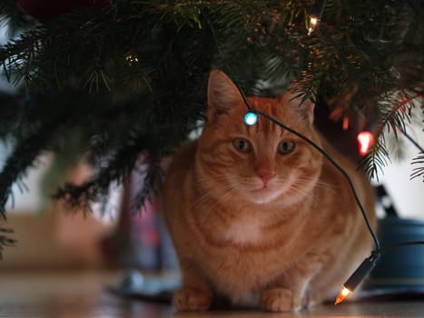 Gift under the Christmas tree