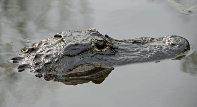 Not far from Miami is the Everglades,a huge nature reserve. This wetland,created by nature,is home to hundreds of species of fish and birds. The famous American Alligator is also at home here. All
