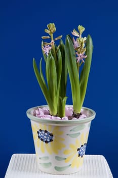 Hyacinth