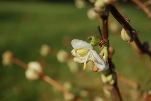 in warm winters like this,the flowers appear from December - January