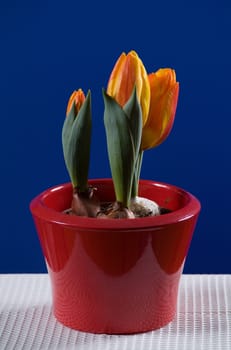 Tulip