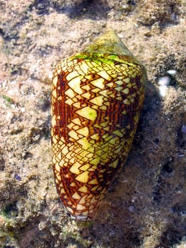 Photograph from Dahab,Egypt World's most poisonous snail