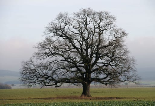 A tree... Once again for Makandy and Rolli-Ro... with a warm greeting from the people of Paderborn