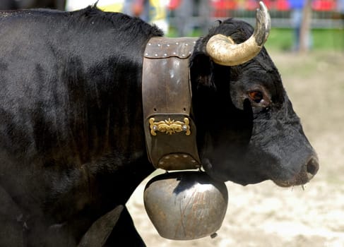 Hérens fighting cow