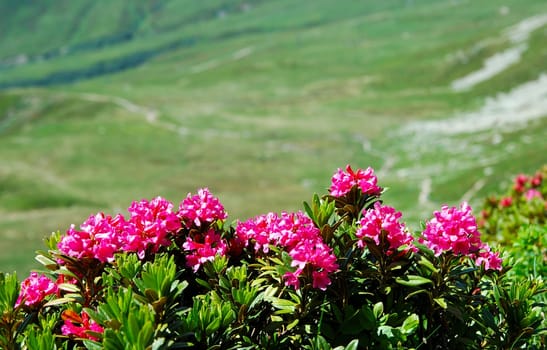 Alpine roses