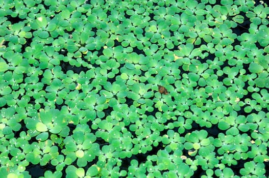 Carpet of floating plants