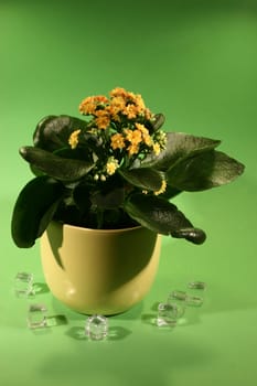 Kalanchoe