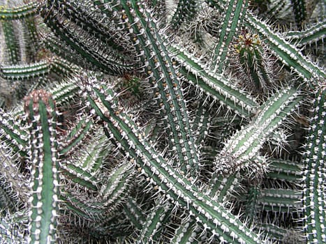 Origin: Northeastern Kenya (Baio Mountain and surrounding mountain peaks) ---------- Euphorbia are very diverse. Almost half of the more than 2000 species are xerophytic. Very many species - like the one shown here - are succulent and thorny. She remembers