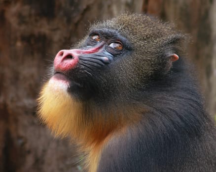 Even the longing gaze towards the sky will not be able to conjure up the snow. Even the animals are pretty confused in the current weather.....! Although this mandrill can certainly do without the cold!:-)