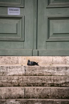 Dove on the steps of the Herder Church in Weimar
