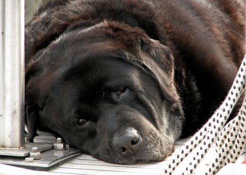 This completely exhausted on-board dog had to struggle hard with the heat of summer.