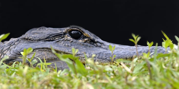 With a little courage you could almost have made a macro  -) I could have stroked this alligator without any problems.