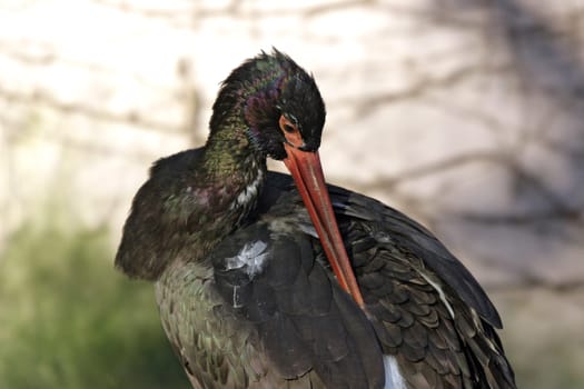In contrast to the white stork,the black stork is a shy inhabitant of old,closed forests that have still and flowing waters. Despite the very large distribution area,no subspecies are distinguished.