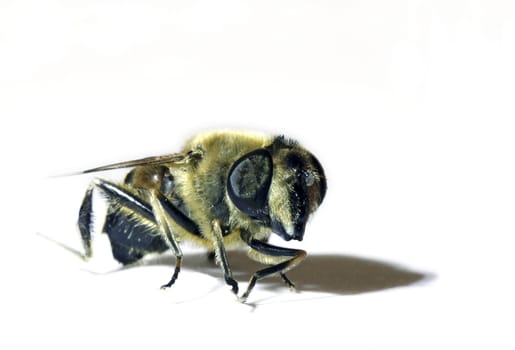 Bee II