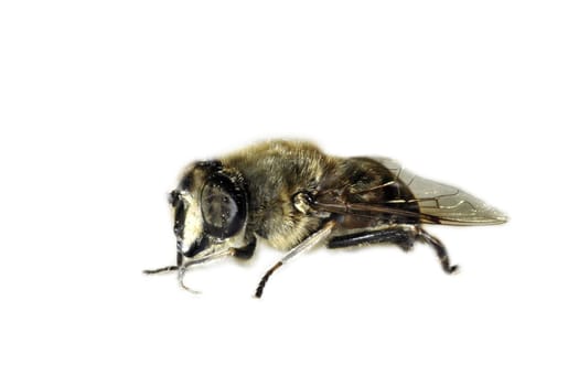 Bee III